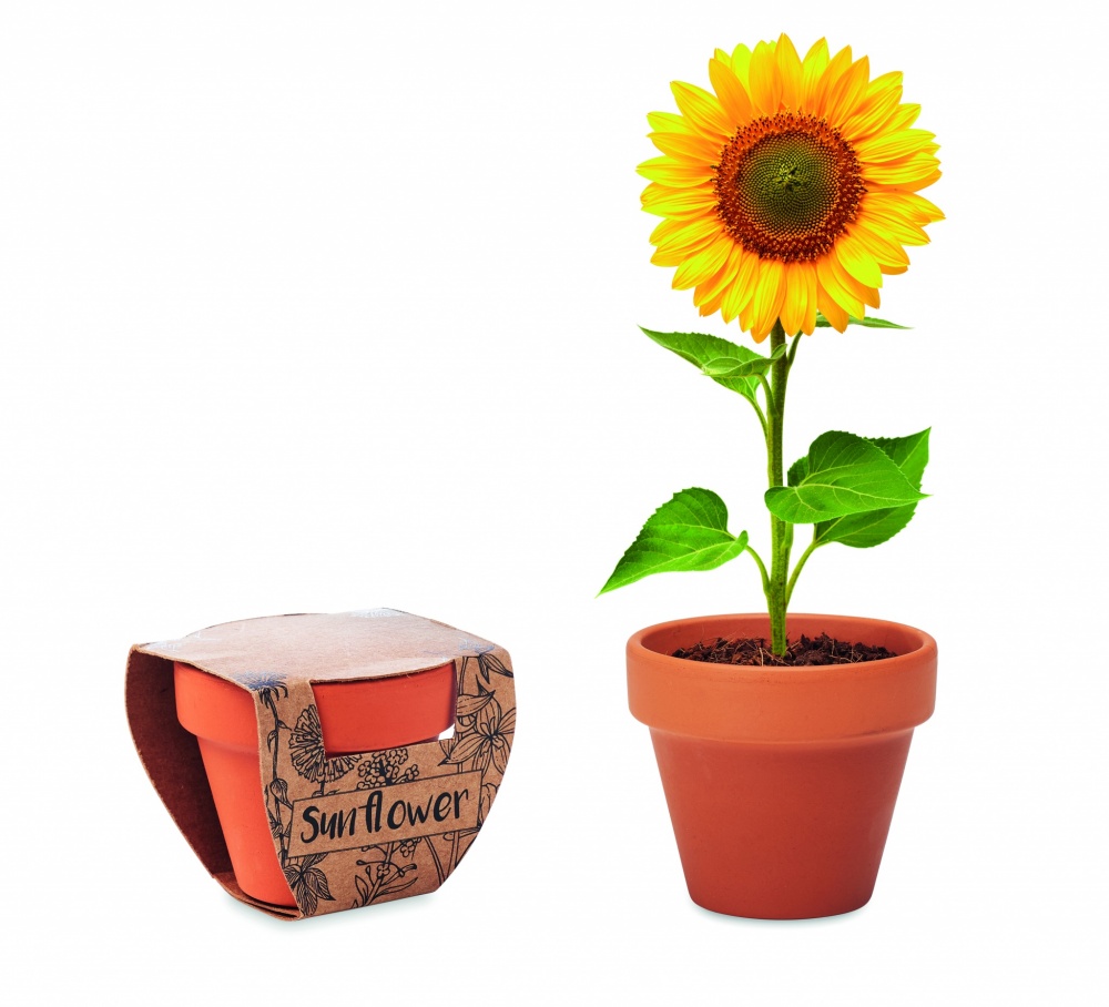 Logotrade Werbeartikel das Foto: Terracotta-Topf Sonnenblume