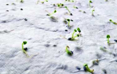 Logotrade Geschäftsgeschenke das Foto: Wildblumensamen-Visitenkarte.