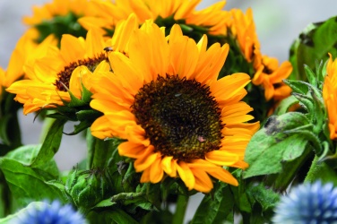 Logo trade business gifts image of: Sunflower seeds in envelope