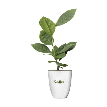 Logotrade promotional products photo of: Treemore Letterbox Trees Tea plant