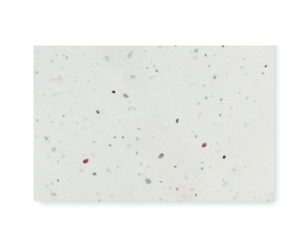 Logotrade advertising products photo of: Wildflower seed business card.